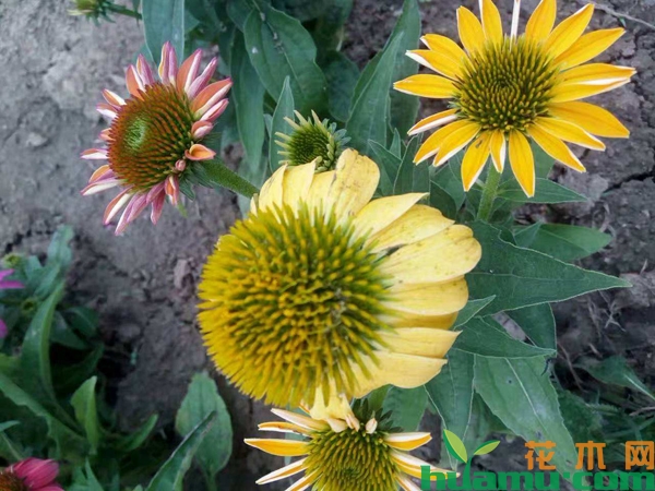 松果菊的花语