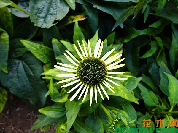 白花松果菊