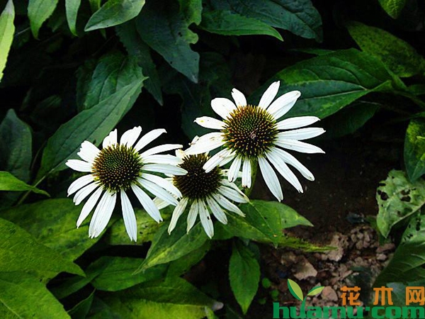 白花松果菊