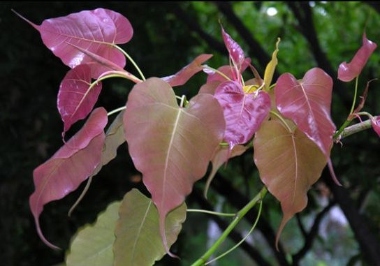菩提树长什么样？菩提树图片