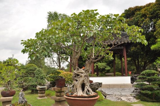菩提树长什么样？菩提树图片