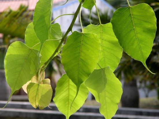 菩提树长什么样？菩提树图片