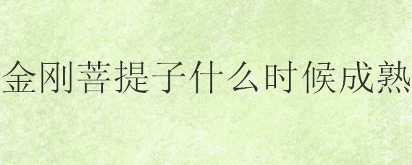金刚菩提子什么时候成熟