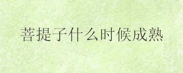 菩提子什么时候成熟