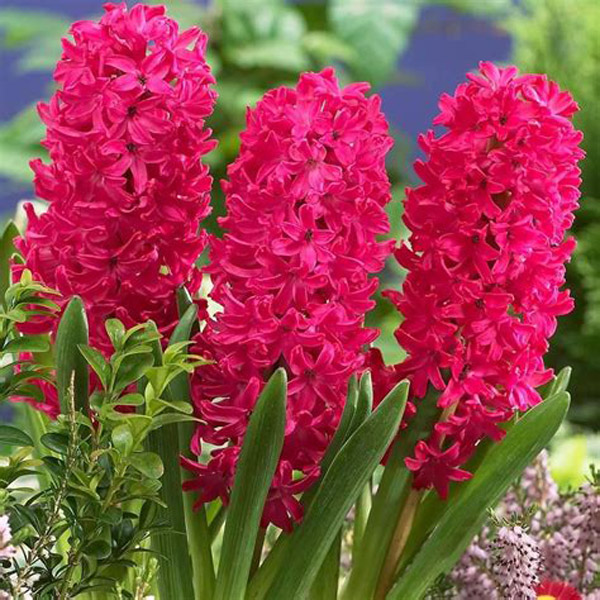 风信子花语大全,风信子的花语是什么(浪漫的爱)_花语大全