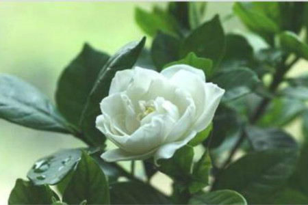 栀子花的花语和传说，送栀子花代表什么意思？