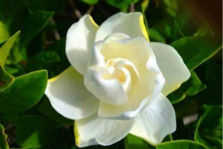 栀子花的花语和传说，送栀子花代表什么意思？