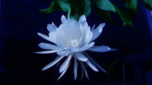 昙花花语：刹那的美丽，瞬间即永恒