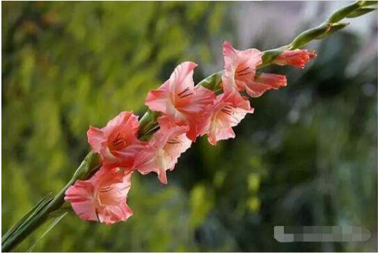 剑兰花语是什么，送剑兰花代表什么意思(送朋友代表怀念)