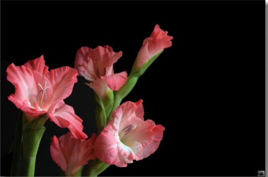 剑兰花语是什么，送剑兰花代表什么意思(送朋友代表怀念)
