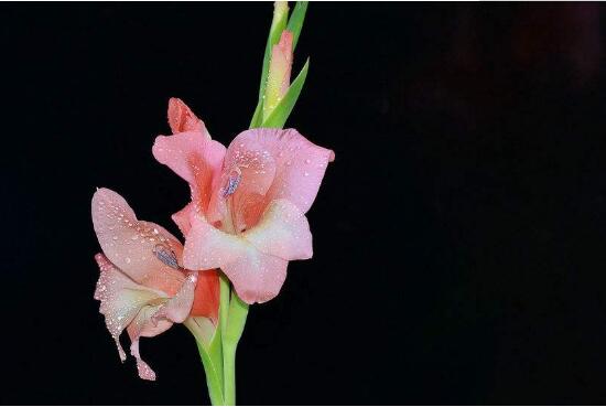 剑兰花语是什么，送剑兰花代表什么意思(送朋友代表怀念)