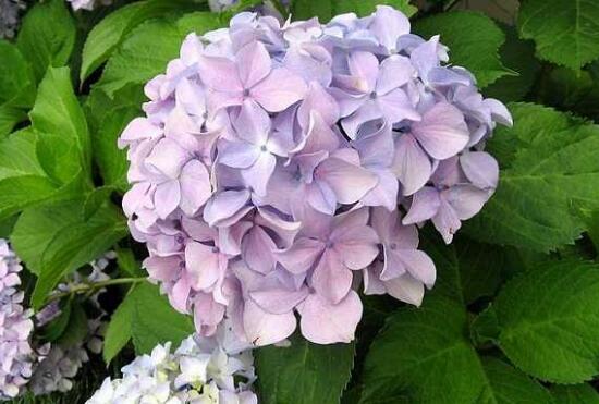 绣球花的花语是什么，不同颜色绣球花花语大全/希望和忠贞