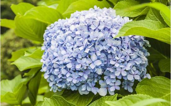 绣球花的花语是什么，不同颜色绣球花花语大全/希望和忠贞