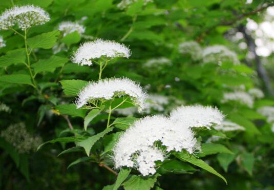 珍珠梅的花语是什么，努力、友情/附盆景珍珠梅的养护技巧
