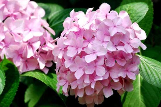 绣球花的花语是什么，不同颜色绣球花花语大全/希望和忠贞