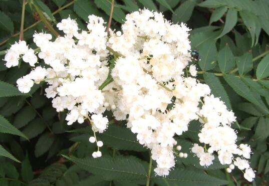 珍珠梅的花语是什么，努力、友情/附盆景珍珠梅的养护技巧