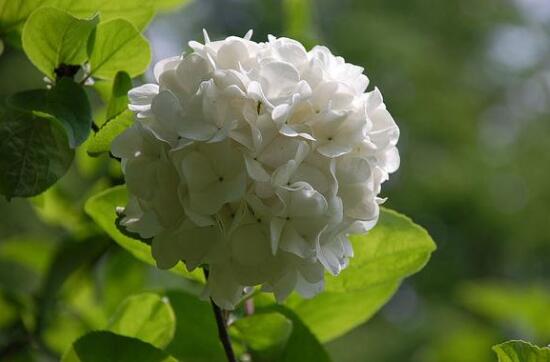 绣球花的花语是什么，不同颜色绣球花花语大全/希望和忠贞