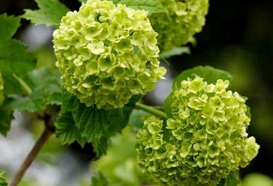 绣球花的花语是什么，不同颜色绣球花花语大全/希望和忠贞