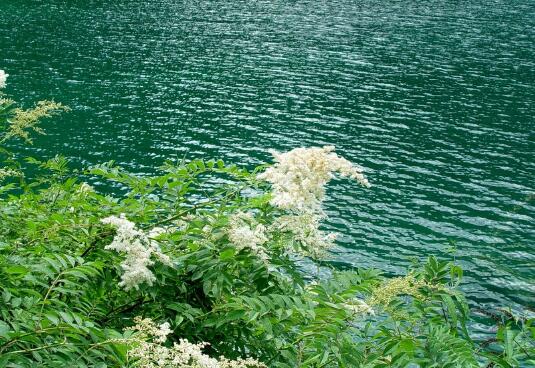 珍珠梅的花语是什么，努力、友情/附盆景珍珠梅的养护技巧