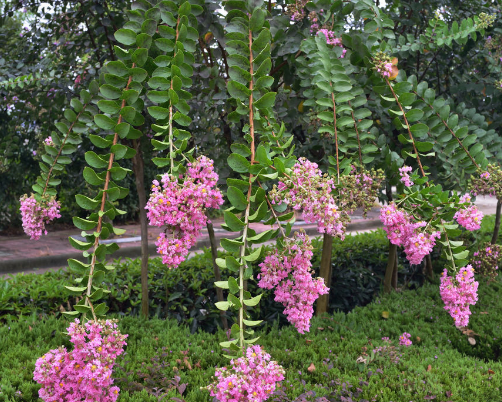 紫薇花语和传说是什么？