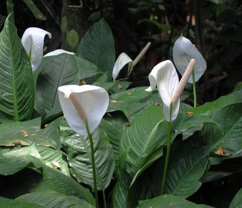 白掌花语