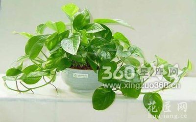 绿萝吊兰的花语