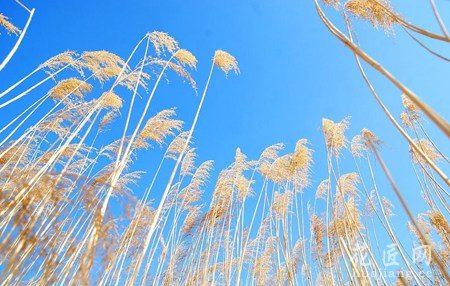 芦苇的花语 芦苇用途