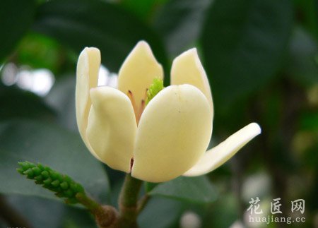 含笑花花语  有关含笑花故事