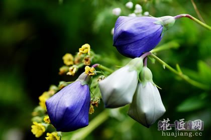 【恋爱花语】什么花代表恋爱？