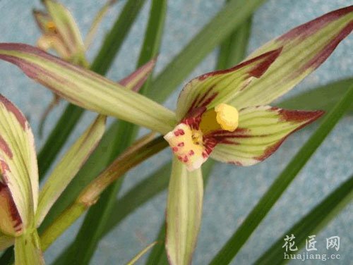 兰花花语是什么？