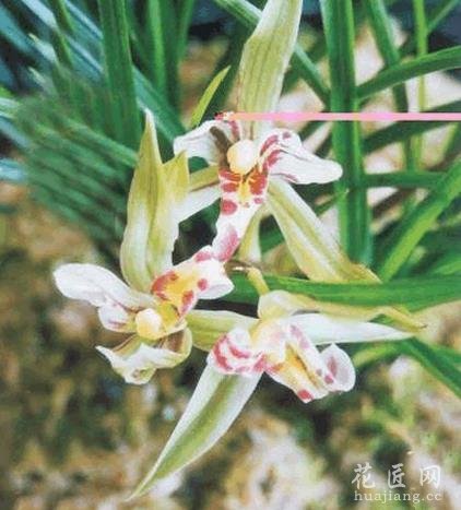 兰花花语是什么？