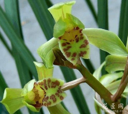 兰花花语是什么？