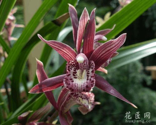 兰花花语是什么？