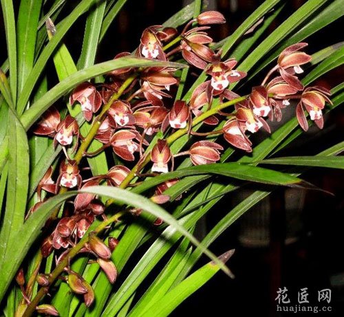 兰花花语是什么？