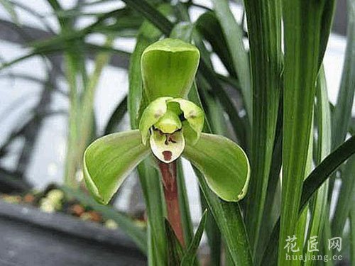 兰花花语是什么？