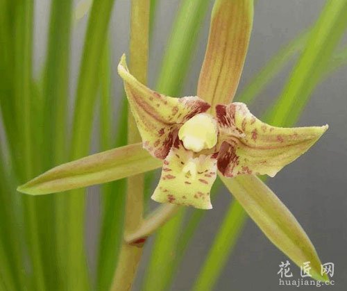 兰花花语是什么？