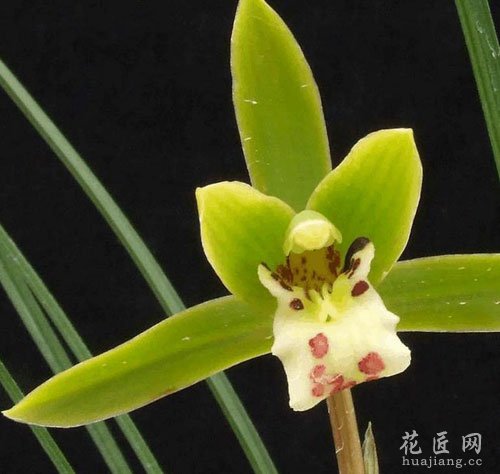 兰花花语是什么？