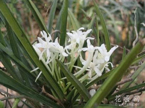 兰花花语是什么？