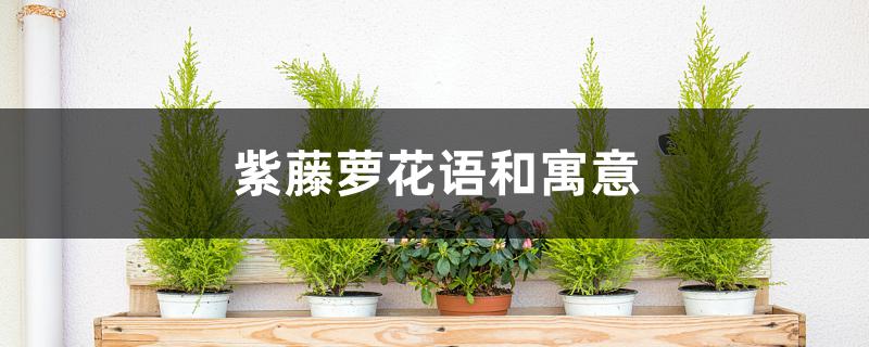 紫藤萝花语和寓意