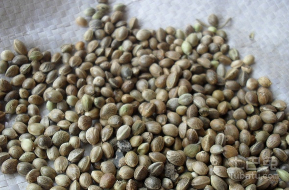 火麻子的功效与作用盘点    治疗便秘有奇效