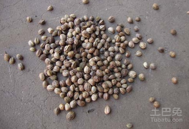 火麻子的功效与作用盘点    治疗便秘有奇效