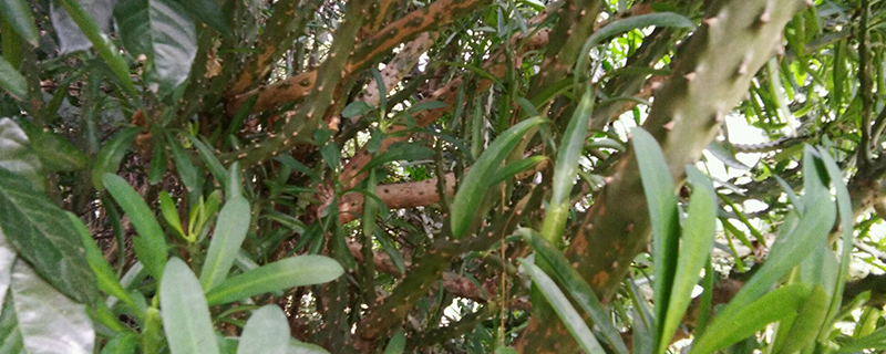 火殃勒适合家里养吗