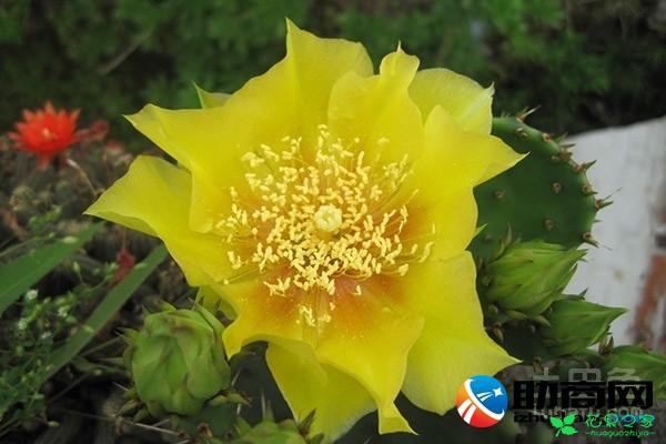 仙人掌花介绍花语 仙人掌的花长什么样子