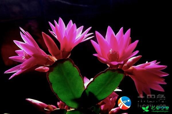 仙人掌花介绍花语 仙人掌的花长什么样子