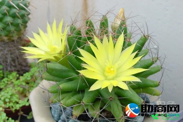 仙人掌花介绍花语 仙人掌的花长什么样子