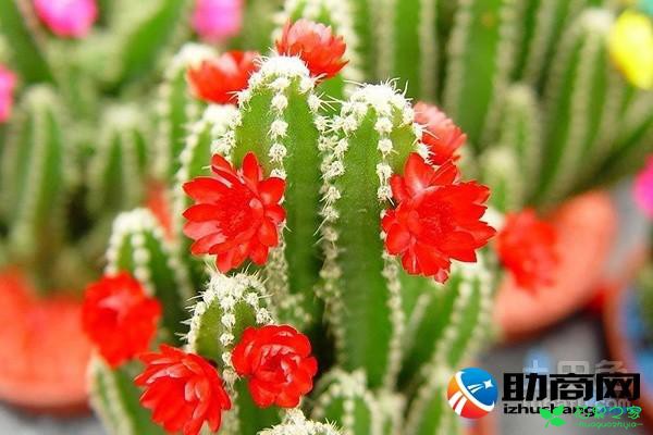 仙人掌花介绍花语 仙人掌的花长什么样子