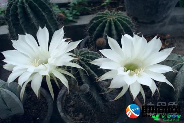 仙人掌花介绍花语 仙人掌的花长什么样子