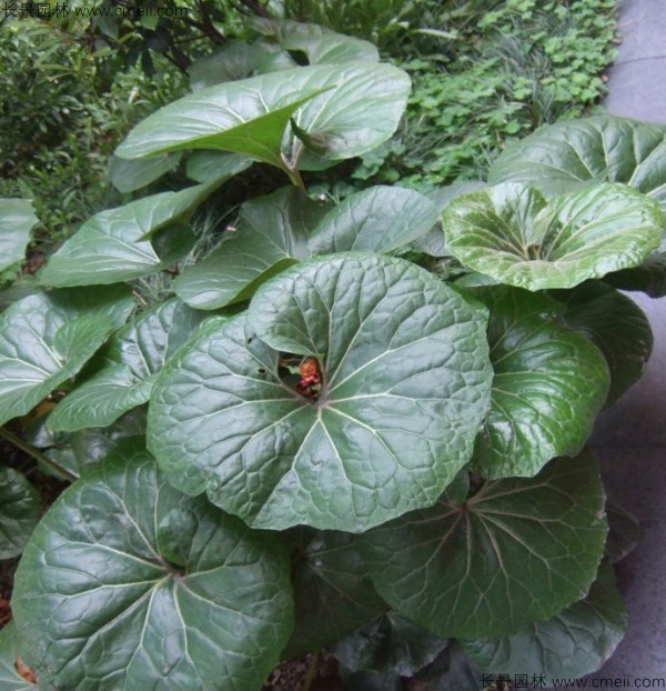 大吴风草花别名叫什么？