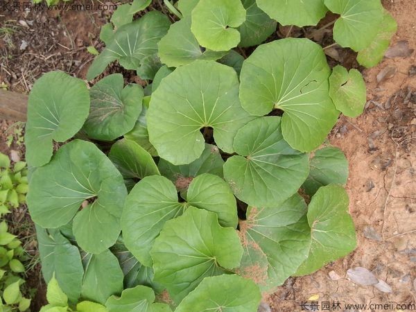 大吴风草花别名叫什么？
