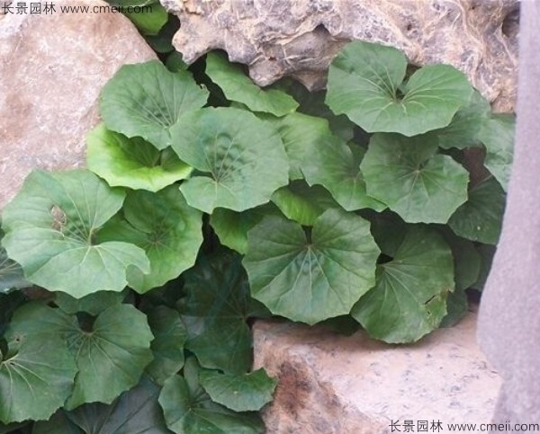 大吴风草花别名叫什么？